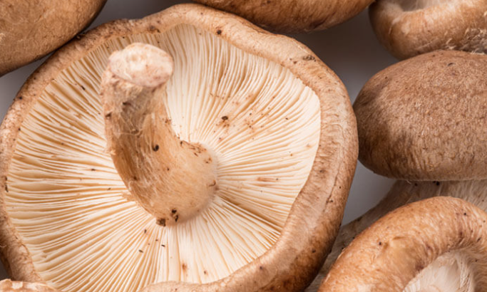 Shiitake Mushroom Benefits for Skin.png